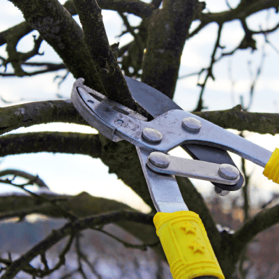 TREE TRIMMING