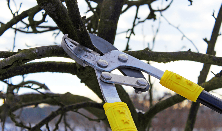 Tree Trimming
